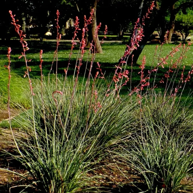 Red Yucca Plant 4" Pot Desert Accent Drought Tolerant Blooms