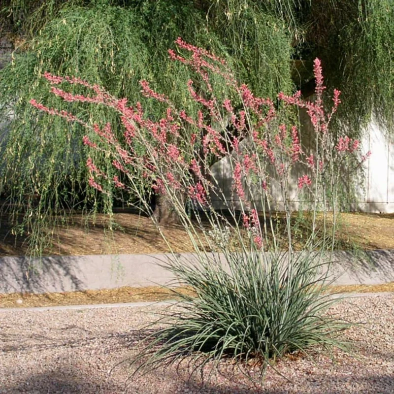 Red Yucca Plant 4" Pot Desert Accent Drought Tolerant Blooms
