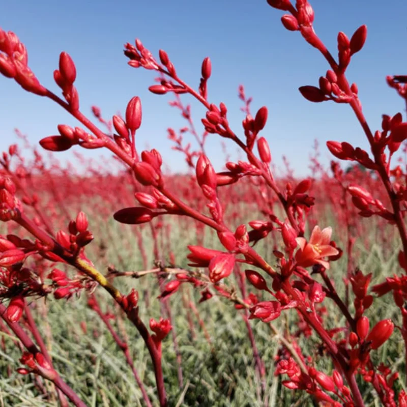 Red Yucca Plant 4" Pot Desert Accent Drought Tolerant Blooms