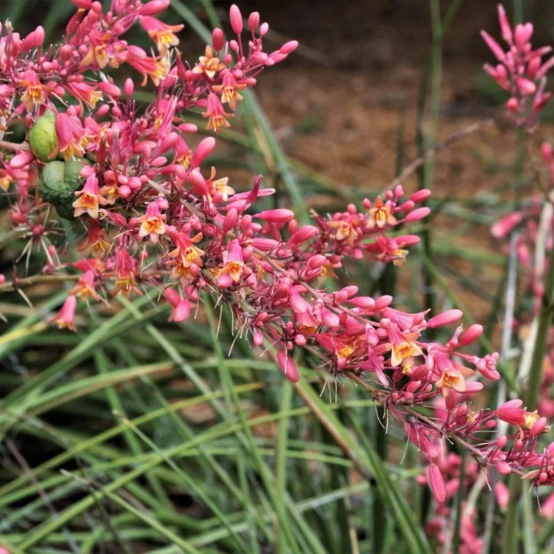 Red Yucca Plant 4" Pot Desert Accent Drought Tolerant Blooms