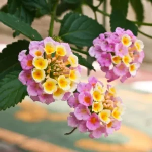 Rose Lantana Live Plants - Trailing Variety for Indoors/Outdoors 5-7 inch