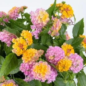 Rose Lantana Live Plants - Trailing Variety for Indoors/Outdoors 5-7 inch