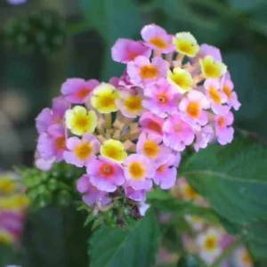 Rose Lantana Live Plants - Trailing Variety for Indoors/Outdoors 5-7 inch