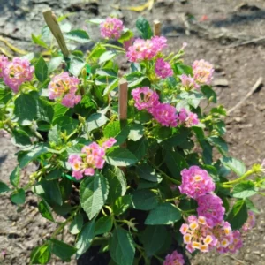 Rose Lantana Live Plants - Trailing Variety for Indoors/Outdoors 5-7 inch