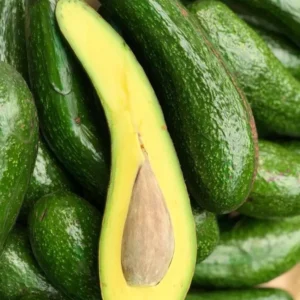 Rusell Avocado Tree - 2 Ft Grafted Tree - 3 Gallon Fruit Tree