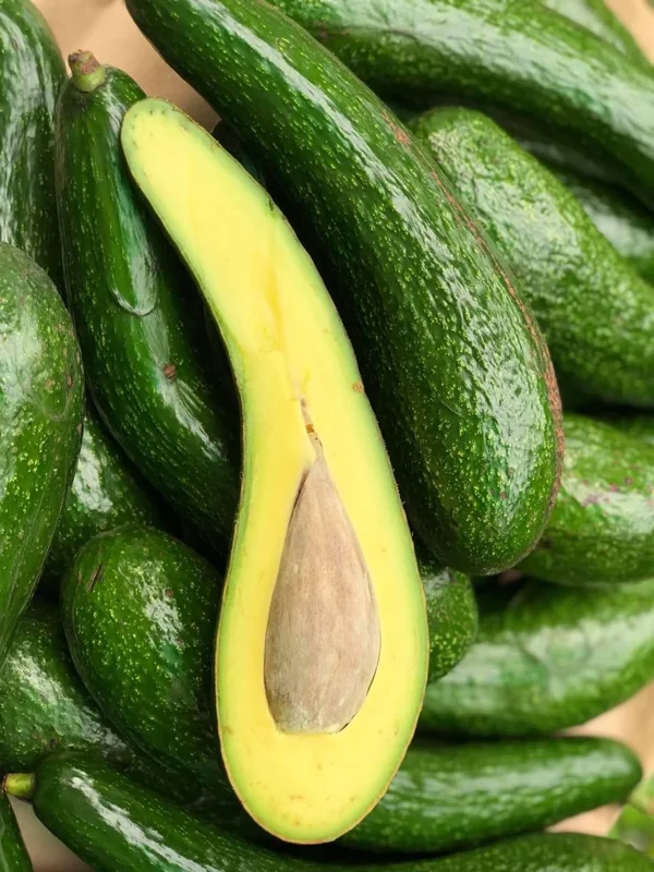 Rusell Avocado Tree - 2 Ft Grafted Tree - 3 Gallon Fruit Tree