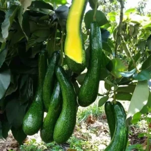 Rusell Avocado Tree - 2 Ft Grafted Tree - 3 Gallon Fruit Tree