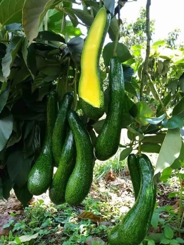 Rusell Avocado Tree - 2 Ft Grafted Tree - 3 Gallon Fruit Tree