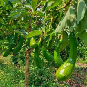 Rusell Avocado Tree - 2 Ft Grafted Tree - 3 Gallon Fruit Tree