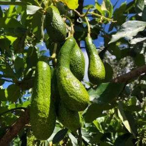 Rusell Avocado Tree - 2 Ft Grafted Tree - 3 Gallon Fruit Tree