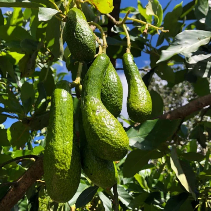 Rusell Avocado Tree - 2 Ft Grafted Tree - 3 Gallon Fruit Tree