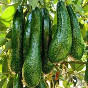 Rusell Avocado Tree - 2 Ft Grafted Tree - 3 Gallon Fruit Tree