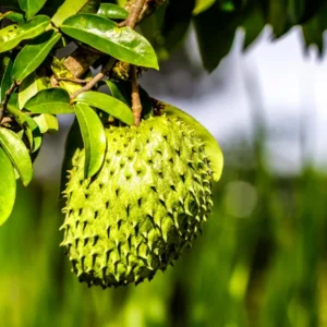 Soursop Tree - 3 Gallon Potted Tree, 2-3 Feet Tall - Tropical Fruit Tree