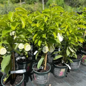 Soursop Tree - 3 Gallon Potted Tree, 2-3 Feet Tall - Tropical Fruit Tree