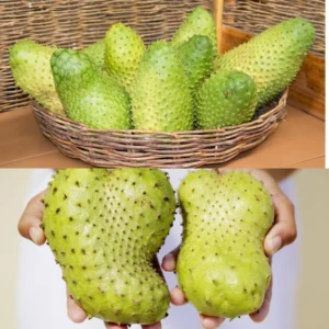 Soursop Tree - 3 Gallon Potted Tree, 2-3 Feet Tall - Tropical Fruit Tree