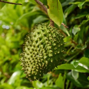 Soursop Tree - 3 Gallon Potted Tree, 2-3 Feet Tall - Tropical Fruit Tree