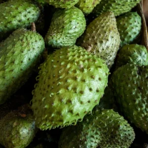 Soursop Tree - 3 Gallon Potted Tree, 2-3 Feet Tall - Tropical Fruit Tree