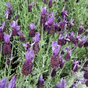 Spanish Lavender Plant - 3-6 Inch Tall - Fragrant Blooms