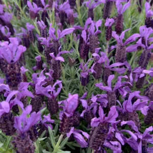 Spanish Lavender Plant - 3-6 Inch Tall - Fragrant Blooms