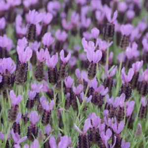 Spanish Lavender Plant - 3-6 Inch Tall - Fragrant Blooms