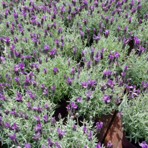 Spanish Lavender Plant - 3-6 Inch Tall - Fragrant Blooms
