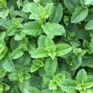 Spearmint Plant 4-6 Inch Tall - Fresh Herb Garden Addition