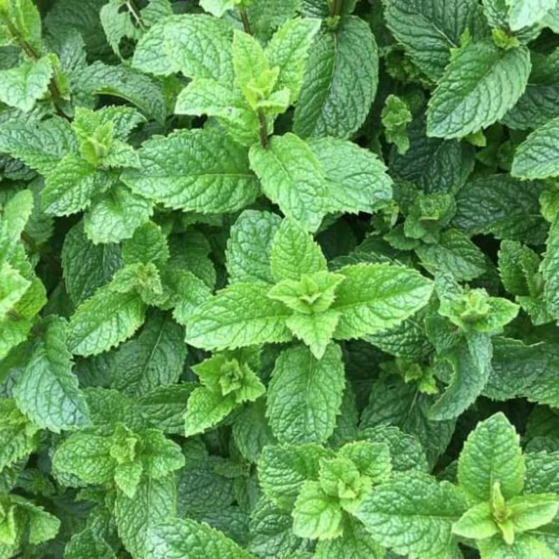 Spearmint Plant 4-6 Inch Tall - Fresh Herb Garden Addition