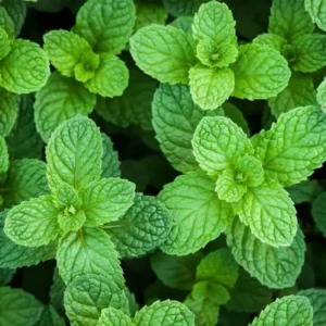Spearmint Plant 4-6 Inch Tall - Fresh Herb Garden Addition