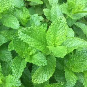 Spearmint Plant 4-6 Inch Tall - Fresh Herb Garden Addition