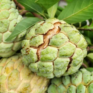 Sugar Apple Tree Live Plant - 2-3 ft Green Fruit Plant - 3 Gallon Potted