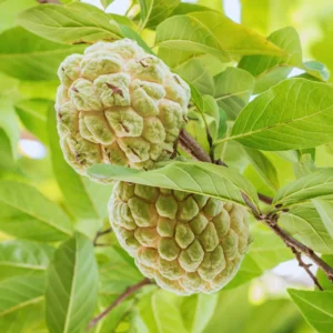 Sugar Apple Tree Live Plant - 2-3 ft Green Fruit Plant - 3 Gallon Potted