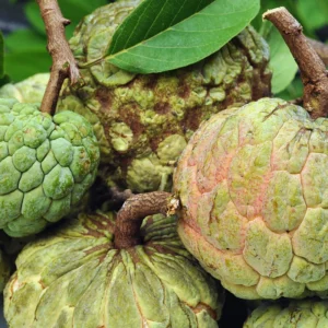 Sugar Apple Tree Live Plant - 2-3 ft Green Fruit Plant - 3 Gallon Potted