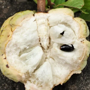 Sugar Apple Tree Seeds Annona Squamosa - Grow Your Own Delicious Fruit
