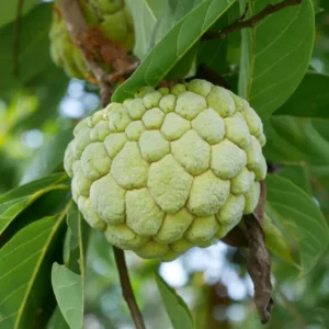 Sugar Apple Tree Seeds Annona Squamosa - Grow Your Own Delicious Fruit