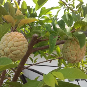 Sugar Apple Tree Seeds Annona Squamosa - Grow Your Own Delicious Fruit