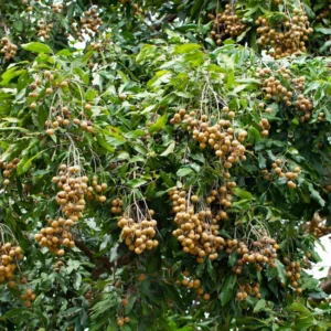 Sweet Longan Tree Live Plant - 3 Gallon Outdoor Fruit Tree 2-3 Ft