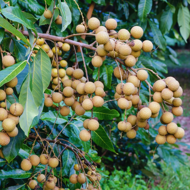 Sweet Longan Tree Live Plant - 3 Gallon Outdoor Fruit Tree 2-3 Ft