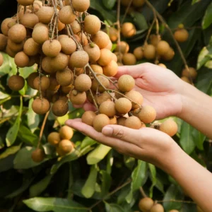 Sweet Longan Tree Live Plant - 3 Gallon Outdoor Fruit Tree 2-3 Ft
