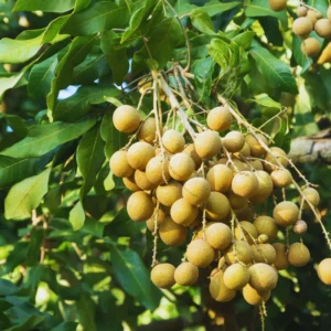 Sweet Longan Tree Live Plant - 3 Gallon Outdoor Fruit Tree 2-3 Ft