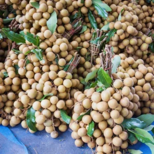 Sweet Longan Tree Live Plant - 3 Gallon Outdoor Fruit Tree 2-3 Ft