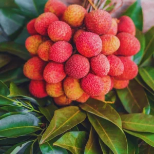 Sweet Lychee Tree Live Plant - 3 Gallon Fruit Tree - 2-3 ft Height