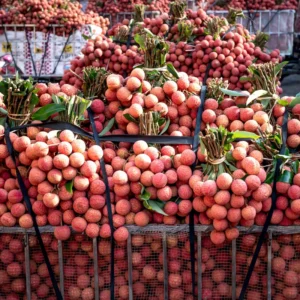 Sweet Lychee Tree Live Plant - 3 Gallon Fruit Tree - 2-3 ft Height