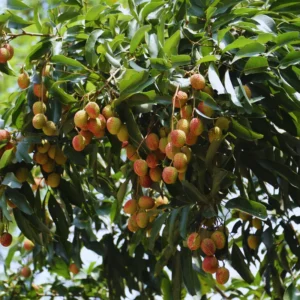 Sweet Lychee Tree Live Plant - 3 Gallon Fruit Tree - 2-3 ft Height