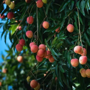 Sweet Lychee Tree Live Plant - 3 Gallon Fruit Tree - 2-3 ft Height