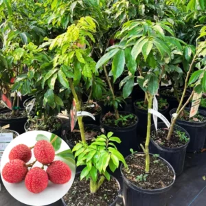 Sweet Lychee Tree Live Plant - 3 Gallon Fruit Tree - 2-3 ft Height