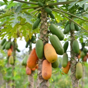 Sweet Papaya Plant - 8 to 12 Inch - Grow Your Own Tropical Fruit