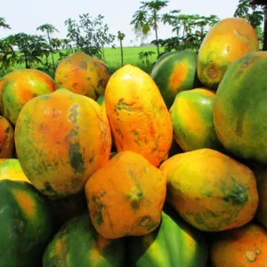 Sweet Papaya Plant - 8 to 12 Inch - Grow Your Own Tropical Fruit