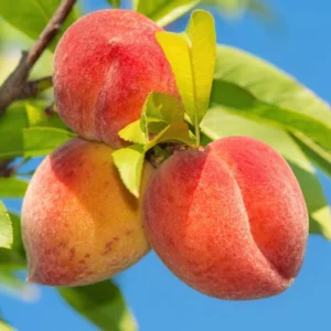 Sweet Peach Tree - 2-3 Ft Tall Peach Tree in 3 Gallon Pot