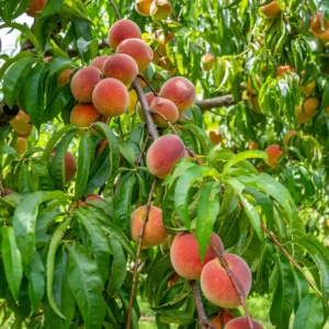 Sweet Peach Tree - 2-3 Ft Tall Peach Tree in 3 Gallon Pot