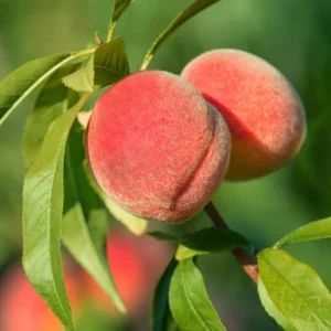 Sweet Peach Tree - 2-3 Ft Tall Peach Tree in 3 Gallon Pot
